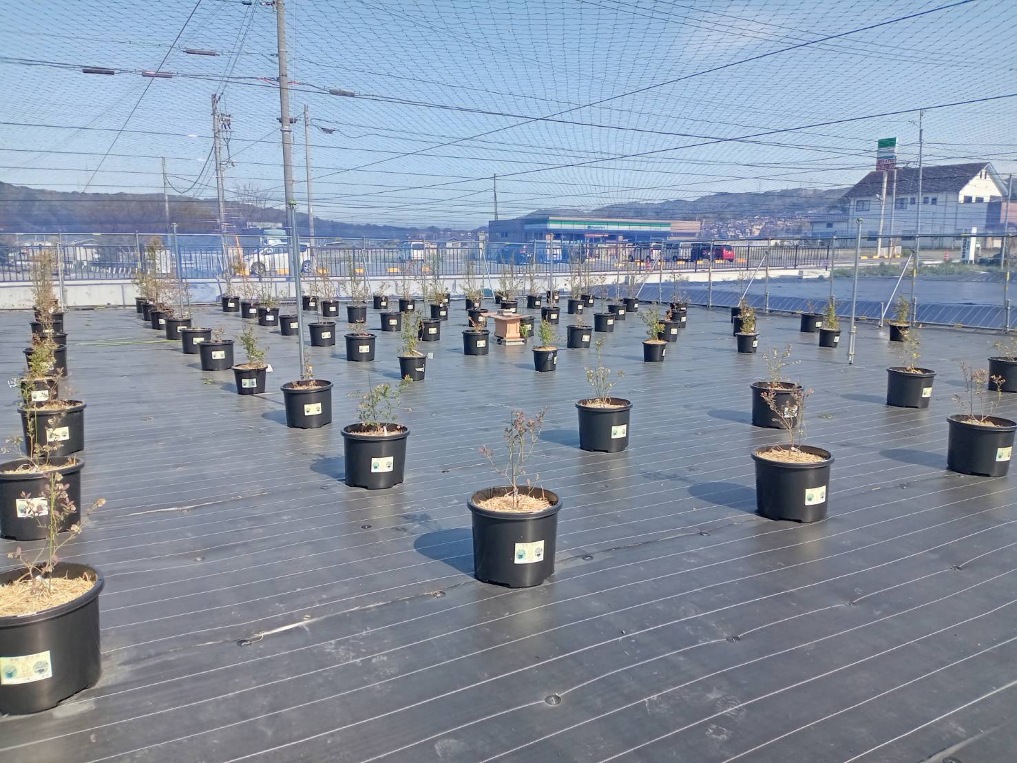 ブルーベリー農園