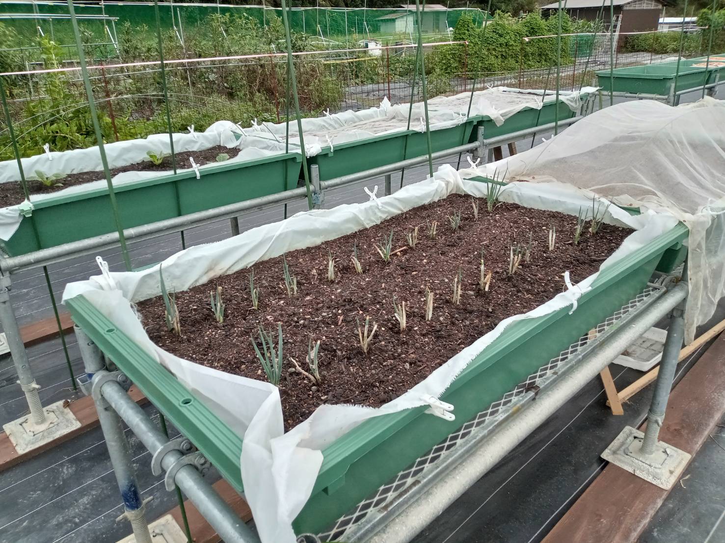 大型プランター菜園